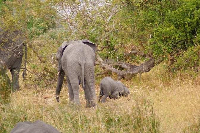 Auch die Elefanten haben ein komplexes Sozialverhalten und junge Elefanten müssen einiges lernen.
