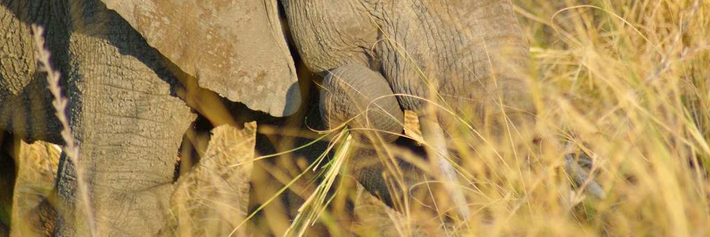 Alle Elefantenunterarten gelten als gefährdet.