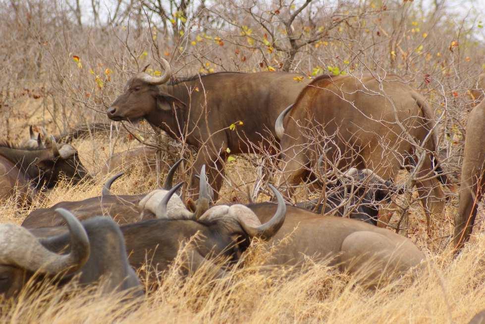 Krankheiten verbreitet werden. Bei guten Umweltbedingungen leben Büffel in riesigen Herden mit mehreren hundert Tieren.