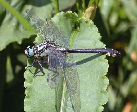 9-10 Nicht nur Eintagsfliegen Biologische Untersuchung der Fließgewässer in Niedersachsen Von Petra Neumann und Dr.