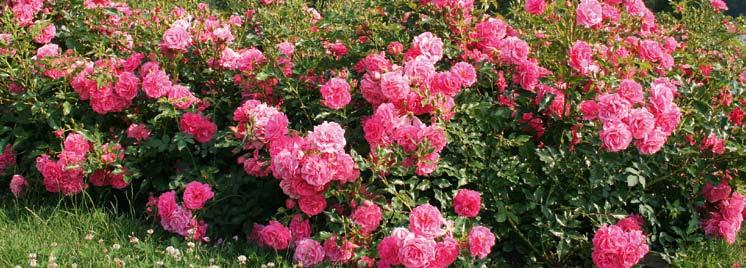 Heidetraum (Noack, 1988) Lipstick (Tantau, 2009) Gesunde Rosen Rosen sind aus öffentlichen Grünflächen nicht mehr wegzudenken.