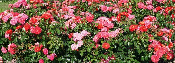 Gebrüder Grimm (Kordes, 2002) Tipps für den Erfolg mit Rosen Bei der Auswahl auf gesunde Rosen achten.