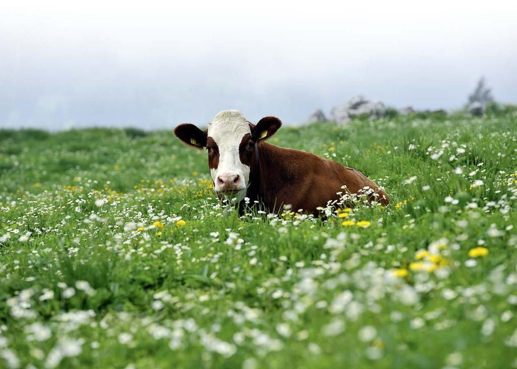 n Situation und Entwicklungen im ökologischen Bereich Treibhausgasemissionen aus der Landwirtschaft sind insgesamt rückläufig Zwischen 1990 und 2009 haben sich in der Schweiz die landwirtschaftlichen