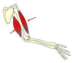 Sehen wir uns ein Beispiel an: In der Abbildung unten siehst du den wohl bekanntesten Muskel, den Bizeps oder Zweiköpfigen Oberarmmuskel.
