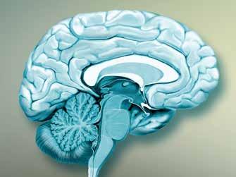 قطاع طولي في المخ: في الجزء المحدد توجد العقد القاعدية مع المادة الرمادية.