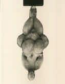 1 iotägäische Kulturen und Mykene II 1 ST 9 Phallusartiges Idol Lissabon, Museu Nacional 302/5-6 II 2 ST 360