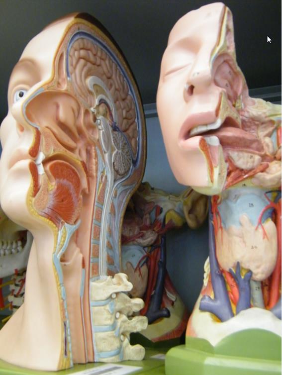 Sammlung Anatomische Lehrmedien Erneut Kooperation mit Institut für Anatomie und Zellbiologie Sammlung von 300 anatomischen Lehrmedien in 600 Exemplaren SOMSO-Modelle, Plastinate,
