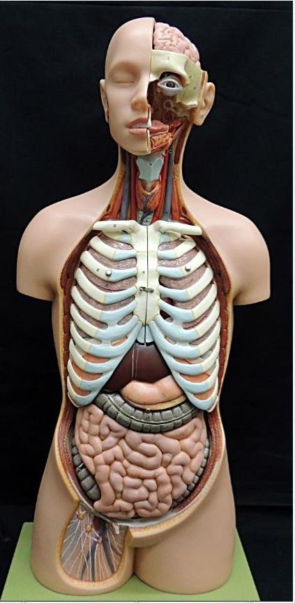 Anatomische Lehrmedien: Erfassung Minimalaufnahme im Erwerbungs- bzw.