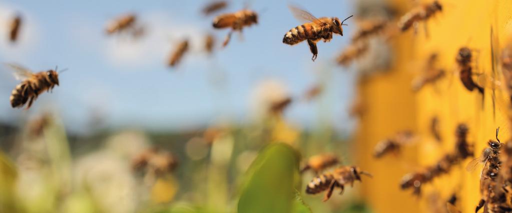 Bestandteil eines integrierten Bekämpfungsprogramms: Varroa-Milben bleiben außen vor Eine neue Strategie ist gefragt, um sowohl die Varroa-Milbe als auch die Risiken des Neubefalls wirksam zu
