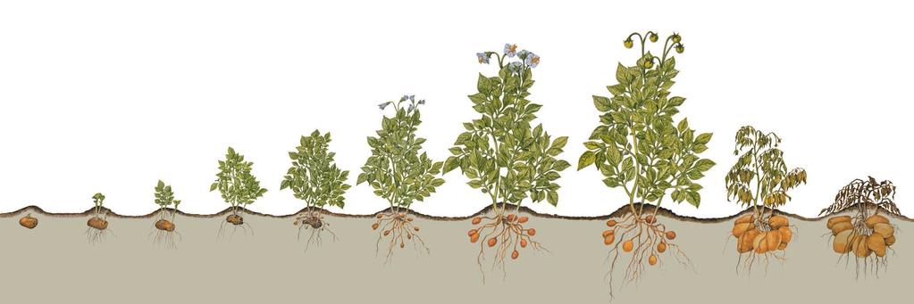 Anwendungsempfehlung Kartoffelschutz mit der breiten und sicheren Wirkung Orvego Duo (2,5 kg/ha) NEU Gegen Krautfäule Bewährte Wirkungssicherheit vom Start weg Acrobat Plus WG (2, kg/ha) Gegen