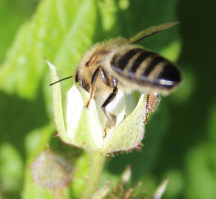 Was ist eine Bienenweide? Bienen benötigen zum Leben Blütenstaub (Pollen) sowie Nektar und/oder Honigtau.