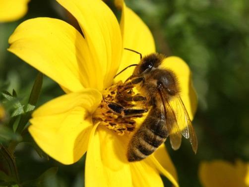 Bedingungen einer optimalen Bienenweide für Honigbienen Ein einzelnes Bienenvolk beherbergt im Winter einige Tausend, im Sommer einige Zehntausend Individuen.