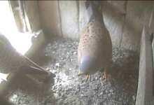 Mai 2011 Das Falkenpaar Warten auf das erste Ei Noch ist der Nistkasten leer und wir warten gespannt auf das erste Ei.