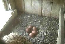 Das fünfte Ei ist da Am Nachmittag wurde nun auch Ei Nr. 5 gelegt, zwei Tage nach Ablage des vierten Eies.
