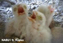 8. Juni 2011 Hungrig reißen die kleinen Jungvögel ihre Schnäbel auf. Der vierte Jungvogel ist geschlüpft Am heutigen Morgen ist nun auch der vierte Jungvogel geschlüpft.