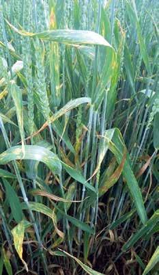 Getreidefungizide Getreide noch eine Folgebehandlung in der Ähre, z. B. gegen Braunrost, Septoria oder Fusarium, mit z. B. 2,0 2,5 l/ha Osiris.