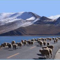 Übernachtung:Gangjian Hotel*** Tag 9: Lhasa /GYangtze/Shigatse Heute fahren Sie nach GYangtze.