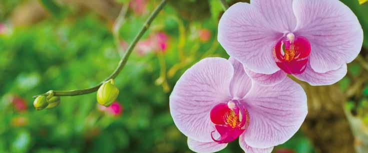 Flüssigdünger Premium Flüssigdünger Orchideendünger 4+6+6 Organisch-mineralischer NPK-Dünger flüssig 4+6+6 mit Spurennährstoffen und Guano Der Spezialdünger gibt Zimmerorchideen Kraft für ein