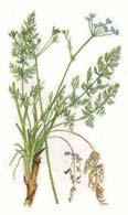 Wiesenkümmel Carum carvi Blätter zwei- bis dreifach fiederteilig, riechen beim Zerreiben aromatisch Kümmelkreuz Blüten in Dolden, mit 8 16 Strahlen, Dolden zusammengesetzt Doldenblütler, zweijährig,