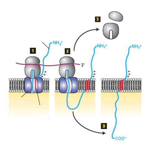 Proteine aus der Gruppe II. einbauen in die ER Membran 9.