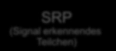 3 SRP Rezeptor