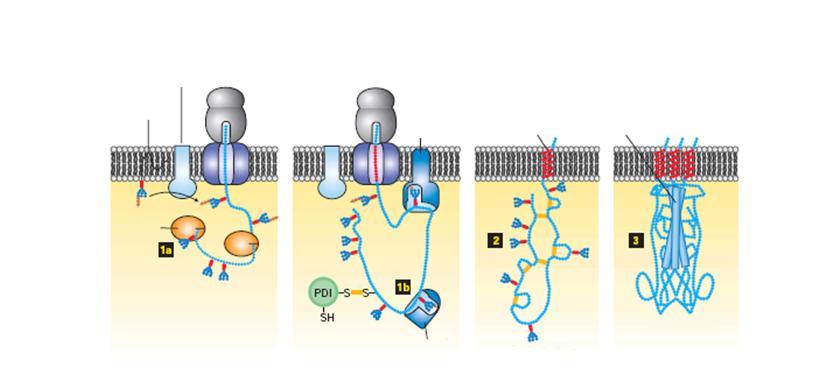 Protein folding im ER 6.
