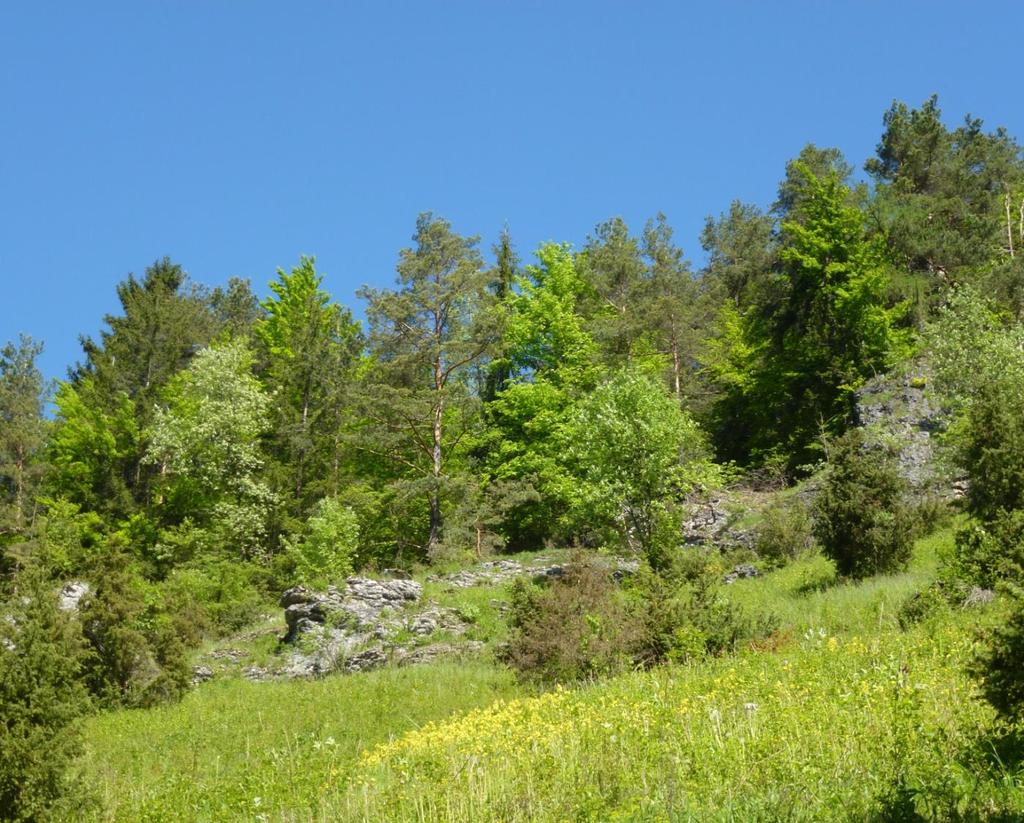 Diversität in der Gattung Sorbus: Hybridisierung, Apomixis,