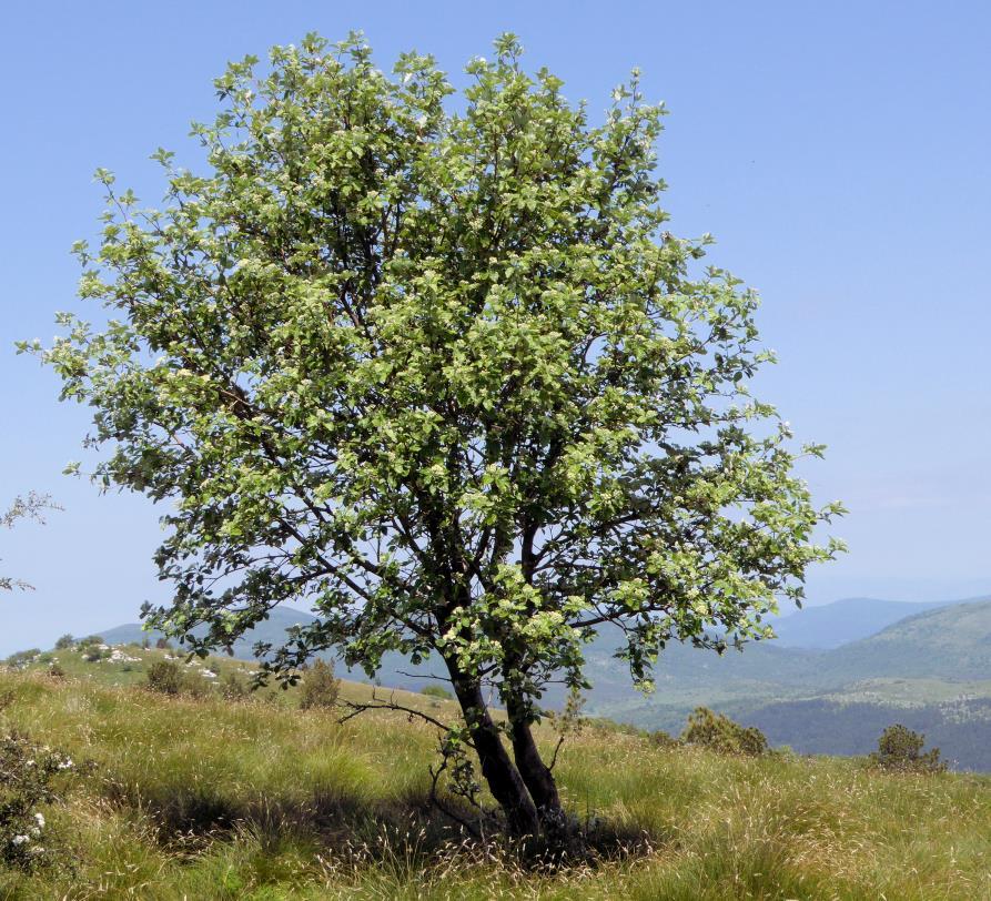 Hauptarten der Gattung Sorbus 1. S. aria s.str.
