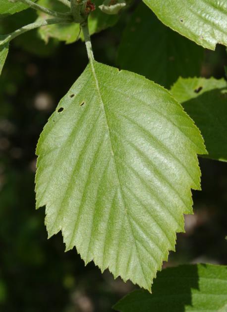 Sorbus latifolia: