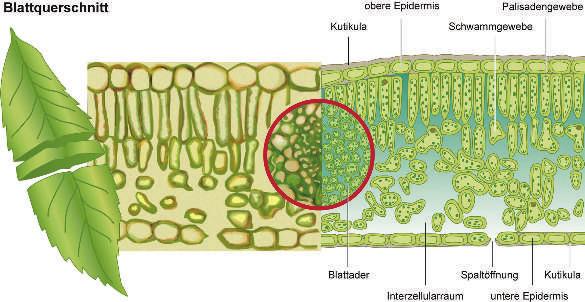 20 von 26 M 9 Die Chloroplasten Zuckerfabriken der Zelle n den Chloroplasten findet die Fotosynthese statt, daher sind sie nur Bestandteile von Pflanzenzellen.