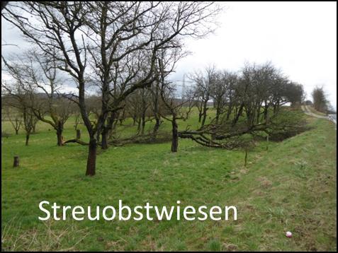 Noch hohes Potential bei Waldaußen- und Innenränder. Entwicklung von Sukzessionsstreifen von 5-10m dient Naturschutz und Artenvielfalt (Hessen Forst Kirchhain).