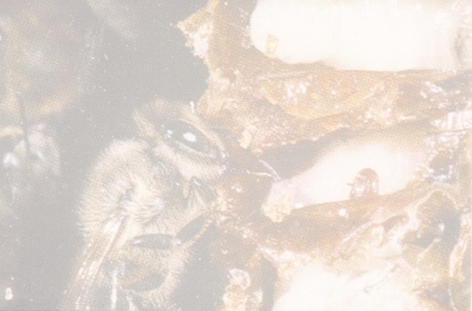 Die Zukunft der Zuchtwertschätzung bei der Honigbiene Projekt Etablierung der genomischen Selektion zur