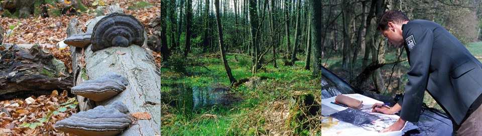 Wildnis und Natura 2000 auf Flächen der Bundesanstalt für