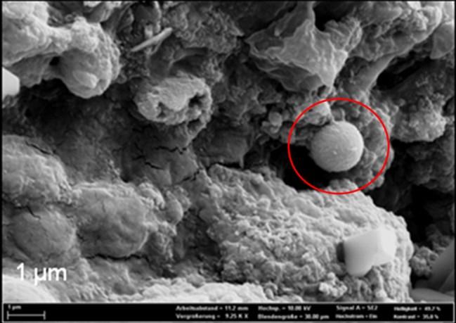 Figure 6: SEM-EDS analyses of the aggregates. Detection of rounded crystal of Ca-phosphate present in the circled area.