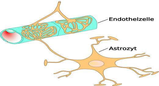 1.1.5. Nervengewebe Das zentrale Nervensystem: Das Bindegewebe im Gehirn ist die Neuroglia.