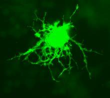 Oligodendrozyten: Jene befinden sich wie es Serge Paoletti beschreibt wie Satelliten um die Nervenzellen in der grauen Substanz.