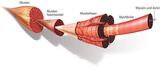 Abbildung 1: Ein quergestreifter Muskel im Feinaufbau Glattes Muskelgewebe: Dieser Muskeltypus kommt nur in den Organen vor.