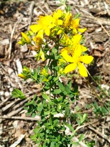 Johanniskraut (Hypericum perforatum)