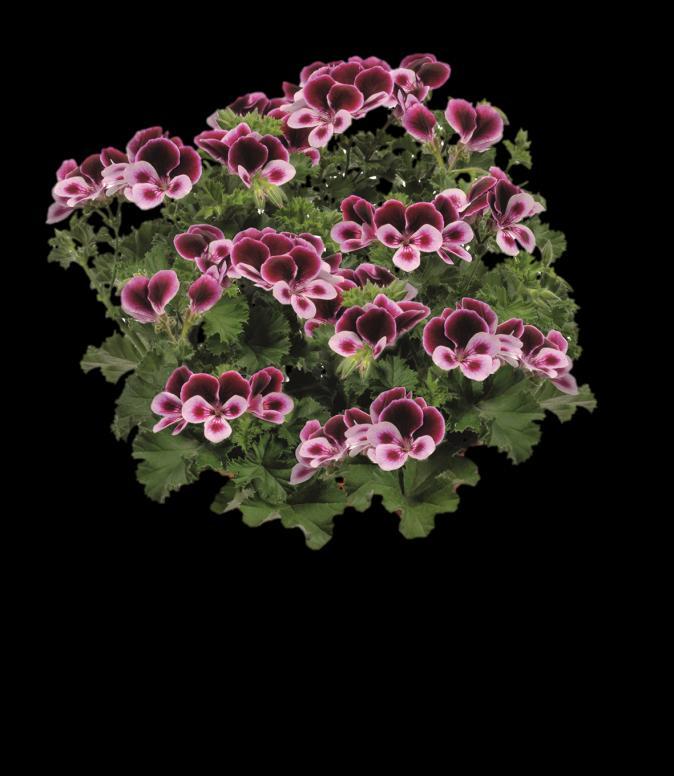 `Attar of Roses 14009 Pelargonium ssp.