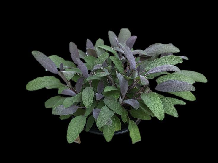 Salvia Salvia Salvia officinalis `Icterina 73505 Salvia officinalis