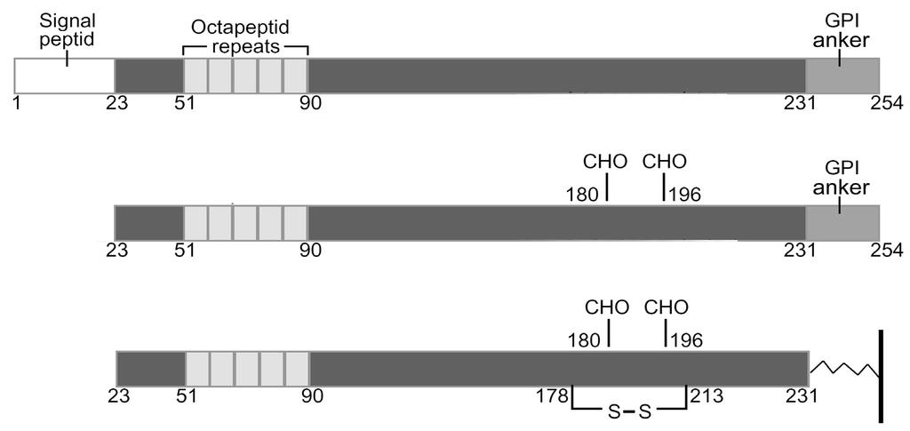 Einleitung Cysteine werden durch eine Disulfidbrücke miteinander verknüpft (Hope et al., 1986). Zwei Asparaginreste an Position 181 und 197 werden fakultativ glycosyliert (Bolton et al.