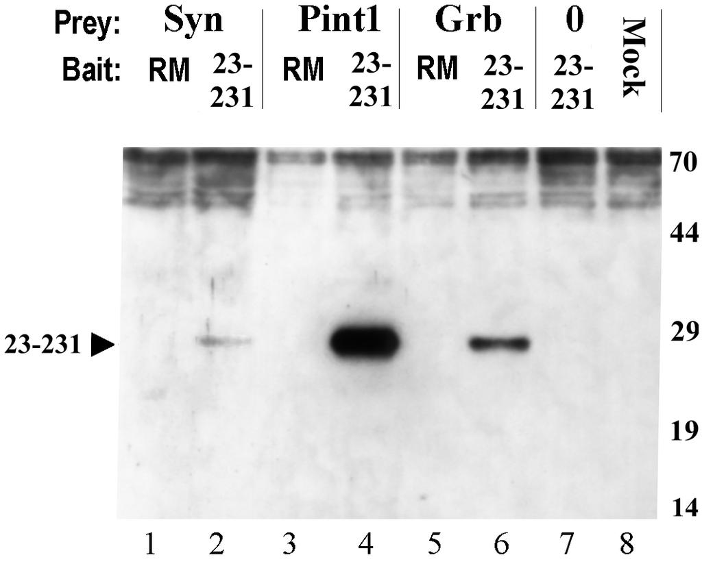 Ergebnisse Epitop besitzen (siehe Abbildung 14), kann in diesem System ebenfalls über Antikörper gegen diese Epitope präzipitiert und detektiert werden. 3.