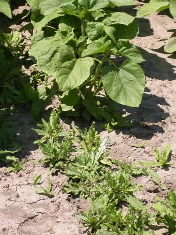 Distelbekämpfung in Sonnenblume Disteln sind sehr