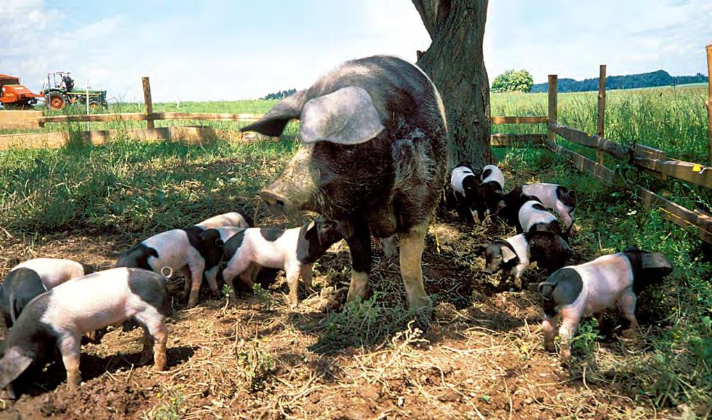 Rudolf Steiner, der Impulsgeber für diese nachhaltigste Art der Agrarkultur, hatte schon 1924 zwölf Tierarten für den vielfältigen Hoforganismus im Blick: Kuh, Pferd, Schwein, Schaf, Ziege, Taube,