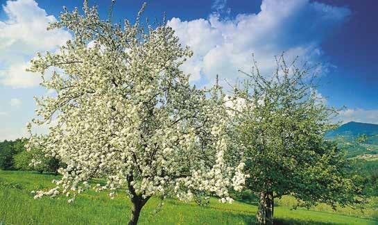 NEU IM PROGRAMM Zur Apfelblüte in Südtirol Seniorenreise REISEBEGLEITUNG Andrea Schröder Südtirol ist einer der größten und traditionsreichsten Obstgärten Europas.