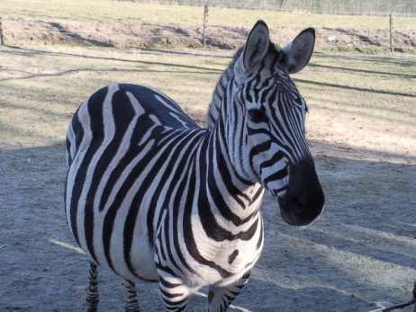 Station 4: Streifenwahnsinn in der Savanne. Zebras gehören zu der Gattung der Pferde und haben ein deutliches Erkennungsmerkmal, ihre Streifen.