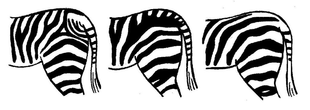Lydia Probst Aufgabe 1: Schaut euch die Zebras im Gehege an und achtet besonders auf das Streifenmuster! Welches der hier abgebildeten Zebras gibt es im Tierpark Essehof? Kreuzt an!
