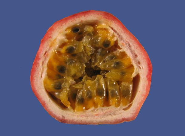 14 & 15: Passiflora edulis, Lederbeere;