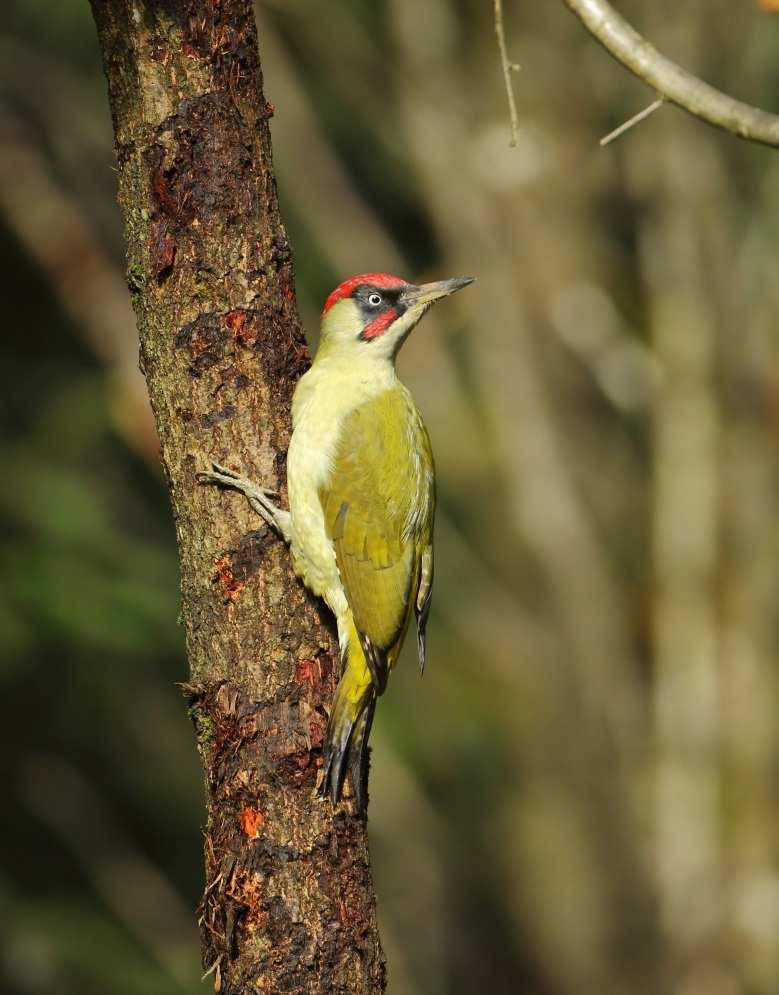 Grünspecht (Picus viridis) Eng.: European Green Woodpecker Auch der Grünspecht brütet im Botanischen Garten. Wie der Name schon verrät, ist seine Grundfarbe grün.