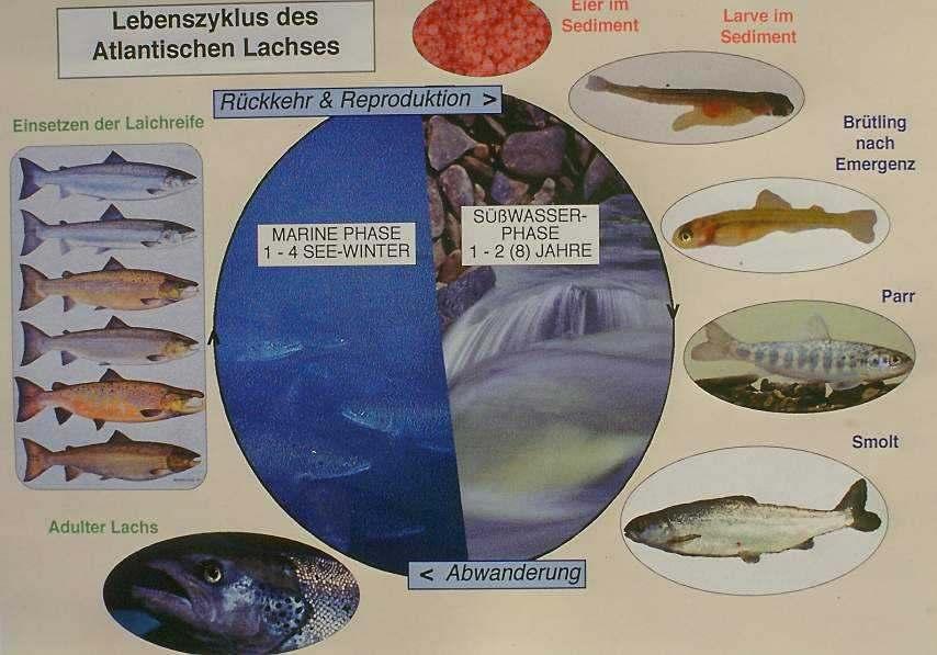 Atlantischer Lachs (Salmo salar): Lebenszyklus